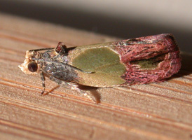 Sculptured Tortrix